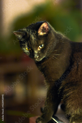 Chat