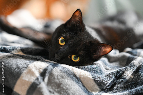 Chat
