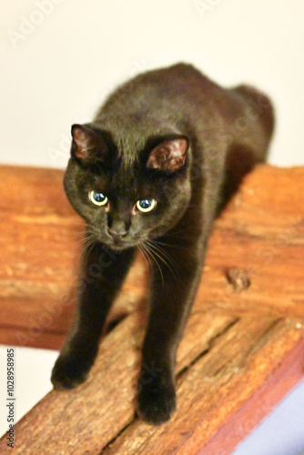 Chat