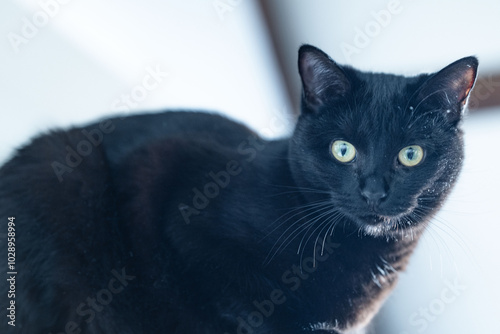 Chat