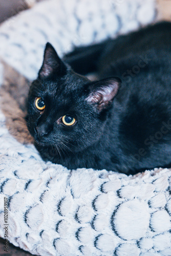 Chat