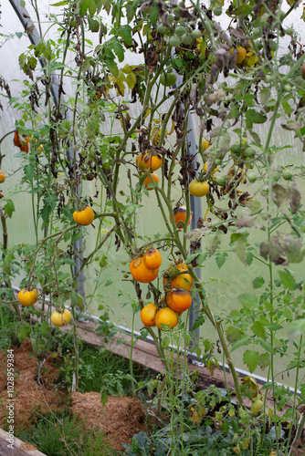 Tomatoes damaged by late blight in a greenhouse