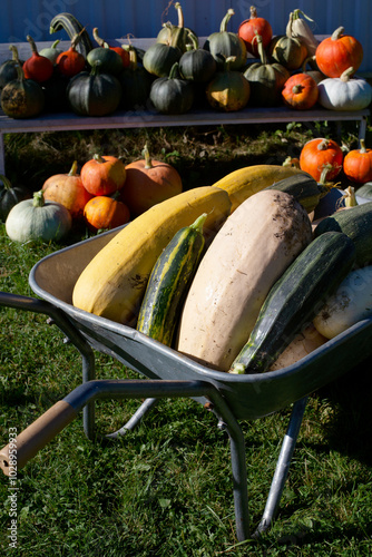 Fresh zucchinis are gathered in the wheelbarrow and ready for consumption