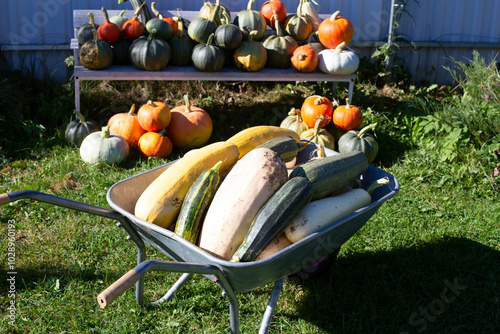 The wheelbarrow is full of zucchinis just harvested from the garden