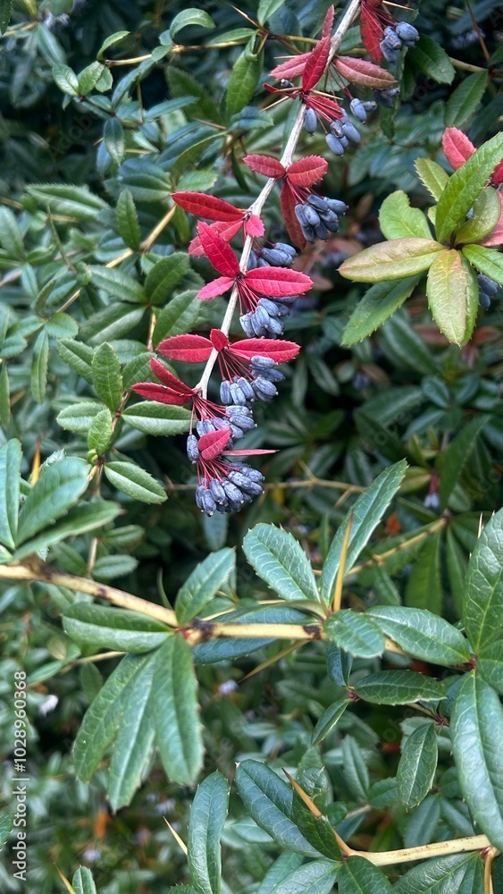 Colorful flowering plant with red and purple blossoms in a lush green garden during spring Colorful flowering plant with red and purple blossoms in a lush green garden during spring