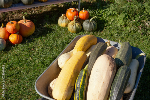 There’s a wheelbarrow with zucchinis harvested from the garden