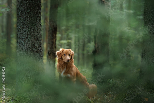 Nova Scotia Duck Tolling Retriever Dog in Green Woods. Walking with a pet in the forest photo