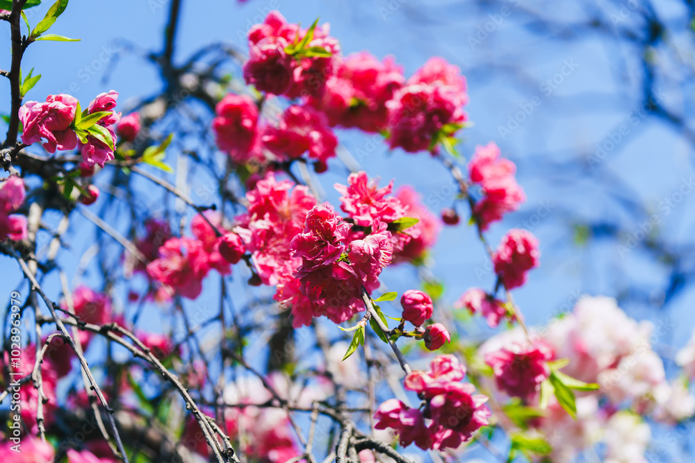 足立区農業公園の美しい桜 足立区農業公園の美しい桜