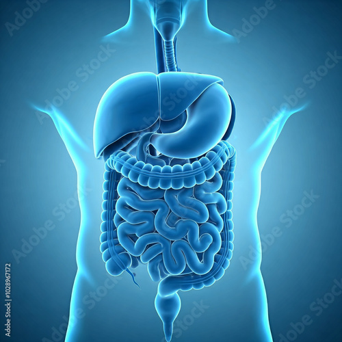 human heart anatomy. 3d rendered illustration of a human body. Human digestive system. Digestive anatomy