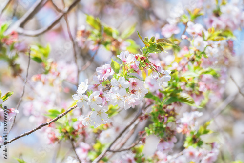 足立区農業公園の美しい桜