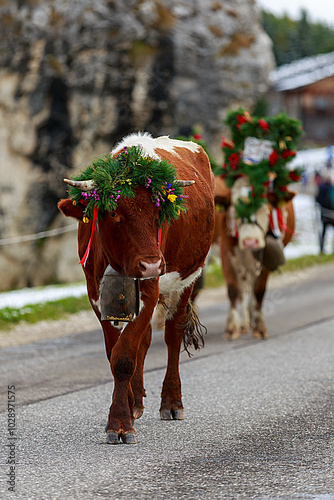 Eine Kuh mit Blumenschmuck beim Almabtrieb auf der Seiser Alm läuft auf der Straße in ländlicher Umgebung, Südtirol, Italien