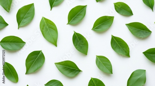A close up of green leaves on a white background. The leaves are arranged in a pattern, creating a sense of order and harmony. The image conveys a feeling of calmness and tranquility