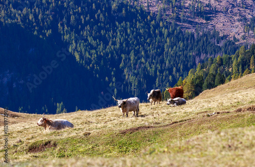 Kleine Gruppe von Hochlandrinder auf einer Anhöhe mit bewaldeten Bergen im Hintergrund photo