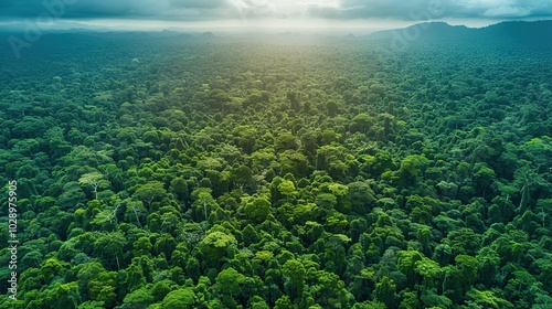 Aerial drone view of vast forests, revealing dense tree canopies and expansive natural beauty, perfect for environmental conservation and nature-themed content. High resolution Illustration, in the