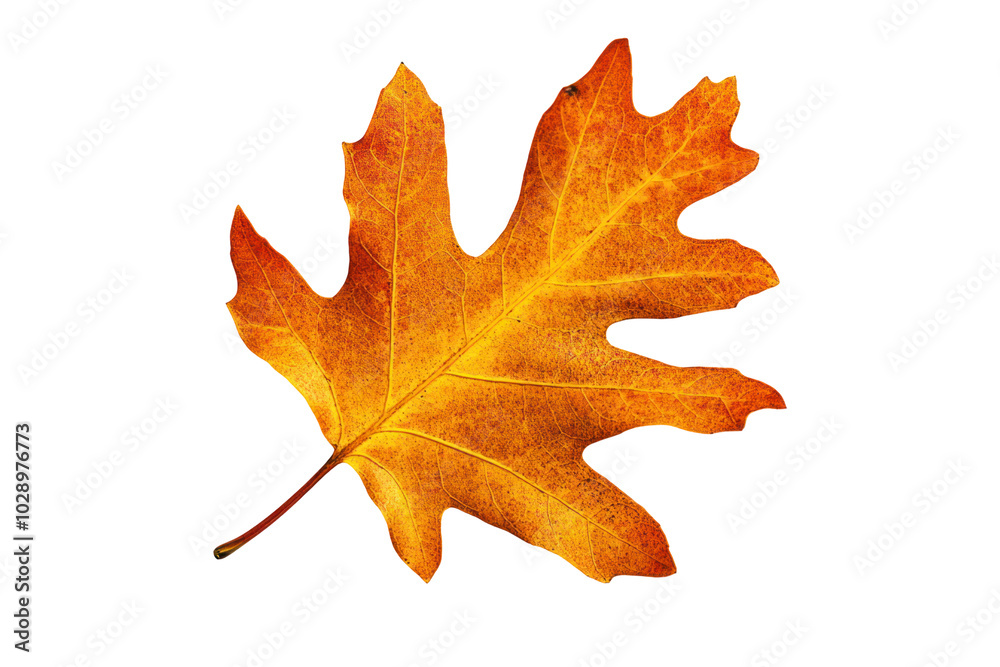 Dried, orange oak leaf with veins, isolated against white background.
Dried, orange oak leaf with veins, isolated against white background.