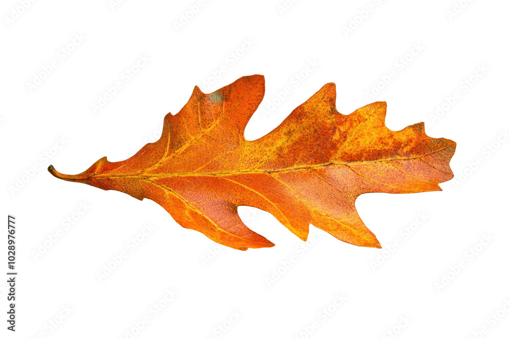 Dried, orange oak leaf with veins, isolated against white background.
Dried, orange oak leaf with veins, isolated against white background.