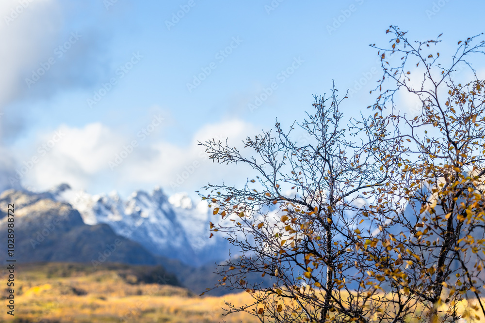 Beautiful golden birch tree in autumn colors growing near fjords in Lofoten Islands, Norway in a fall day. Seasonal scenery of Scandinavia. Beautiful golden birch tree in autumn colors growing near fjords in Lofoten Islands, Norway in a fall day. Seasonal scenery of Scandinavia.