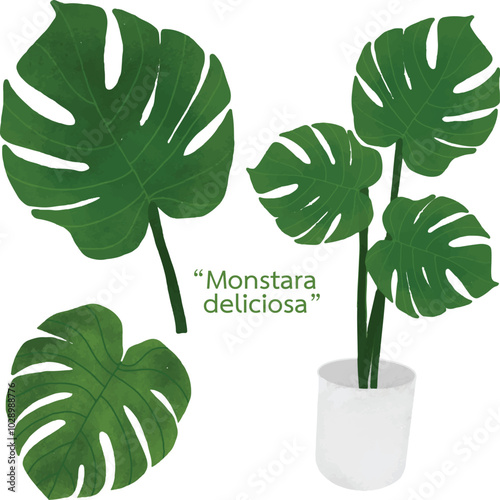Monstera deliciosa leaf