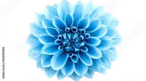 A blue flower with a white background. The flower is the main focus of the image. The blue color of the flower is vibrant and eye-catching, while the white background provides a clean