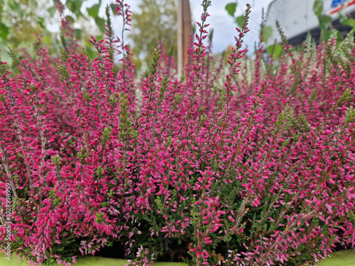 Heidekraut Erica Winterheide Calluna in pink lila