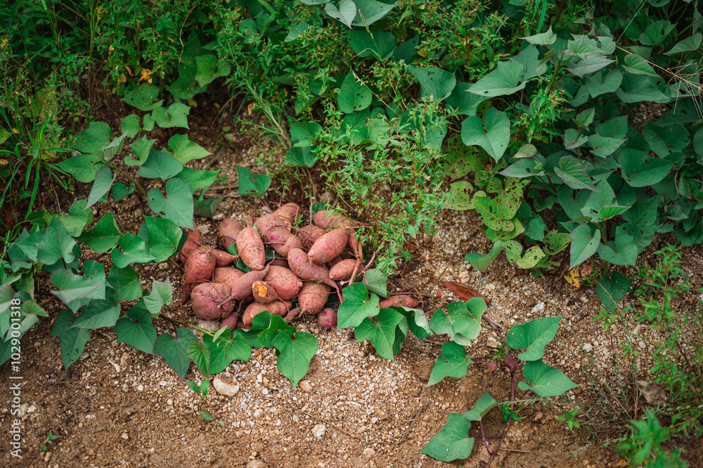 A sweet potato dug up in the garden. A bed of sweet potatoes, harvesting on the farm. A sweet potato dug up in the garden. A bed of sweet potatoes, harvesting on the farm.