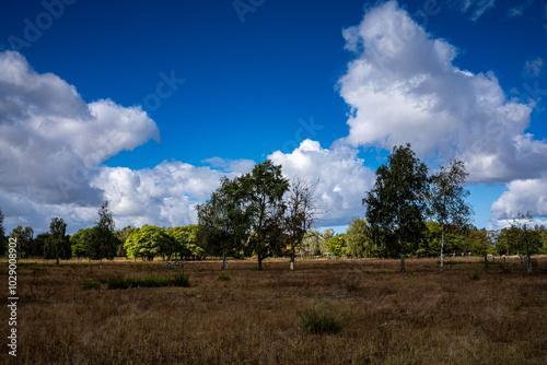 Herbstliche Heidelandschaft