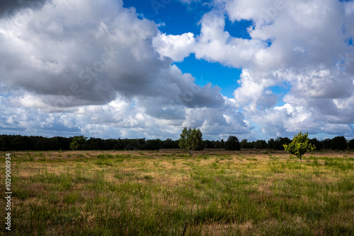 Herbstliche Heidelandschaft