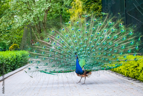 Beautiful big bird. Male peacock -pavo sp.- displays his beautiful feathers and plumage