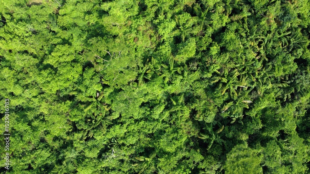 The amazon rainforest seen from above
