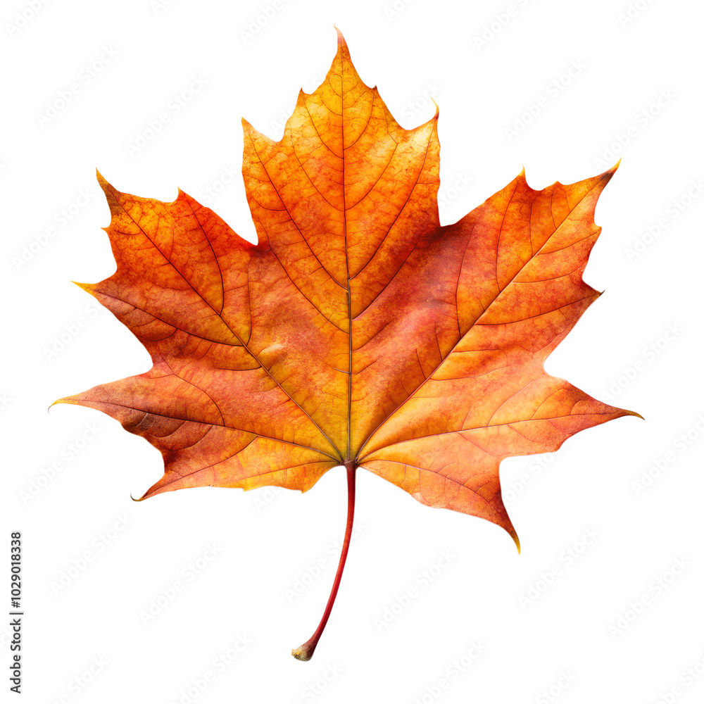 Orange Autumn Leaf on Transparent Background Orange Autumn Leaf on Transparent Background