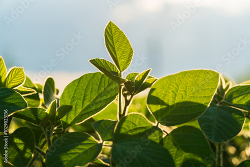 A vibrant young soybean field showcases healthy green leaves, illuminated by sunlight, highlighting the growth and potential of the crop during the early stages of agriculture photo