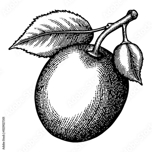 Plum with Leaves Antique Black and White Outline Line Art Drawing with Detailed Features