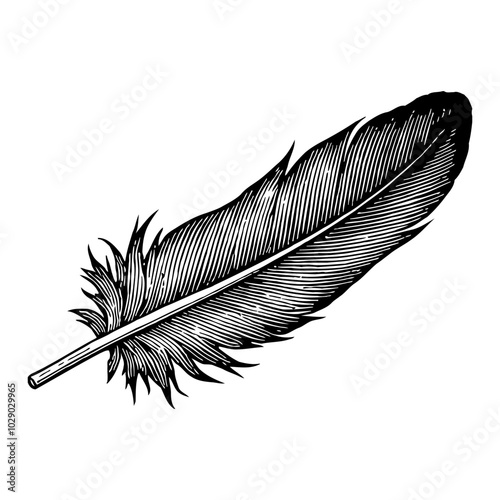 Feather Illustration in Vintage Style Black and White Outline Line Art Drawing
