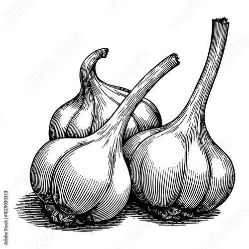 Garlic Bulbs in Intricate Black and White Outline Line Art Drawing with Detailed Shading