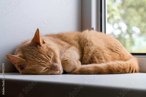 ginger cat sleeping curled up on the windowsill. the cat sleeps sweetly on the windowsill