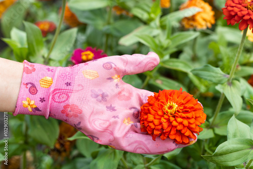 growing zinnia flowers in a summer garden. hand in gardening glove holding zinnia flower. growing flowers in the garden. photo