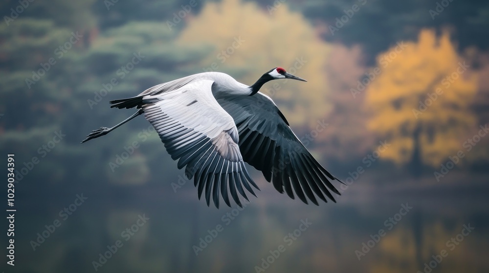 A crane bird in mid-flight, wings spread gracefully. A crane bird in mid-flight, wings spread gracefully.