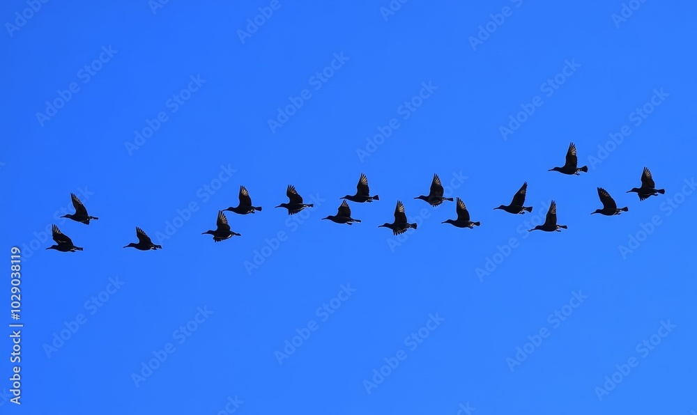 Fototapeta premium Birds in formation fly across blue sky.