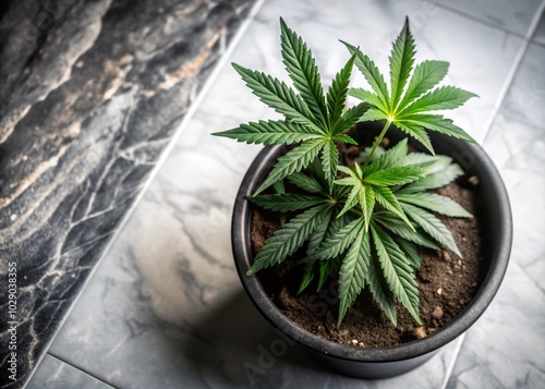 Minimalist Flat Lay of Cannabis Plant in Flowerpot on White Marble Background for Herb and Drug Concept