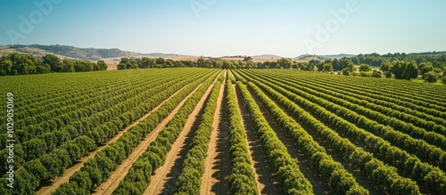 Aerial view of a vast orchard with rows of fruit trees, extending towards the horizon, under a clear blue sky.