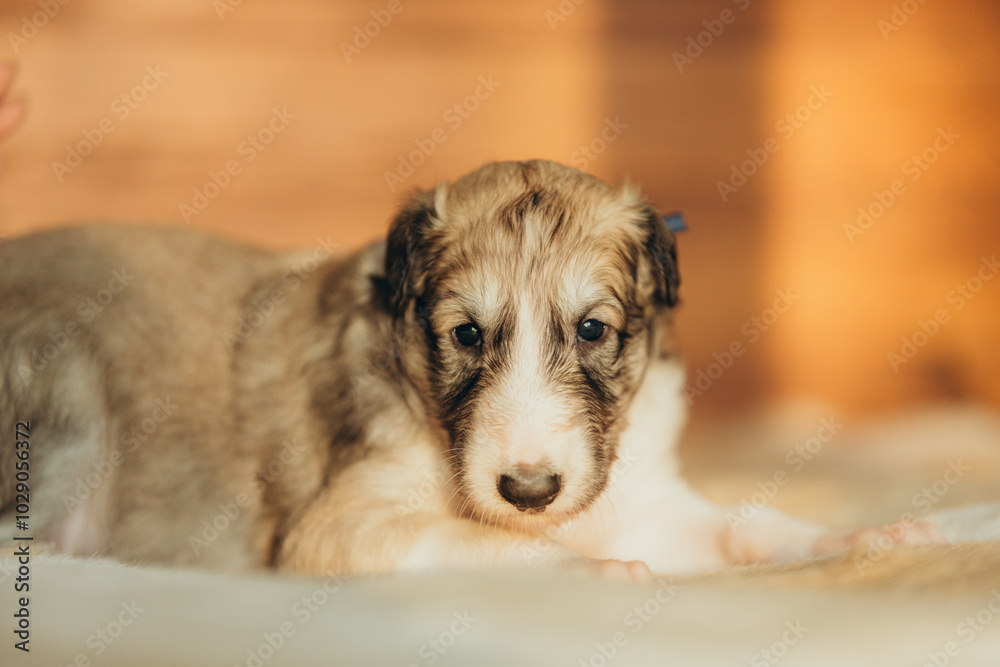 Portrait of lovely and cute russian borzoi dog puppy lying on the bed at sunset Portrait of lovely and cute russian borzoi dog puppy lying on the bed at sunset