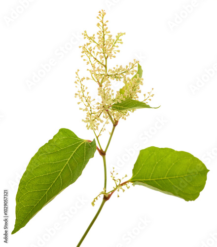 Konstfotografi Knotweed branch with flowers