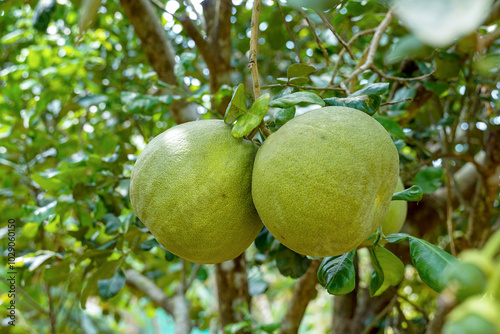 The pomelo fruit on the tree. It is a fruit with a sour taste or sweet and sour until completely sweet Some varieties may have a bitter taste. photo