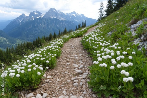 A mountain path lined with Hutchinsia Alpina, the small white flowers creating a delicate, natural border along the rocky trail photo