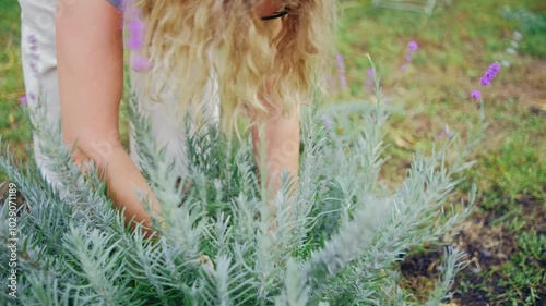 Woman processing lavender while replanting plant, 4k real time shooting, seasonal gardening work