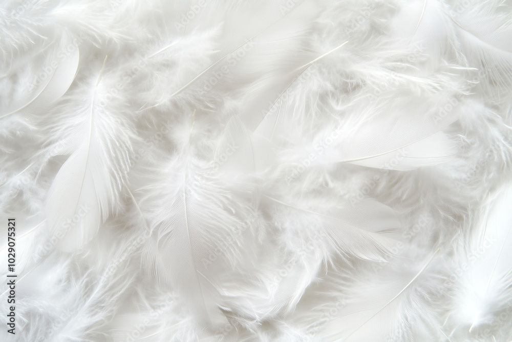 A close-up view of soft, white feathers scattered randomly, creating a fluffy and delicate texture. A close-up view of soft, white feathers scattered randomly, creating a fluffy and delicate texture.