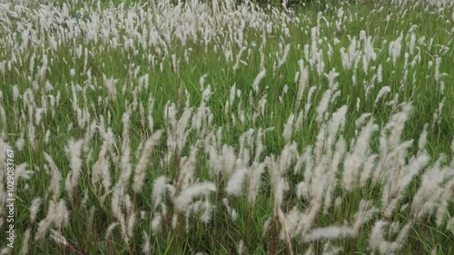 cogon grass or ilalang flowers sway in the wind, nature scene in summer. photo