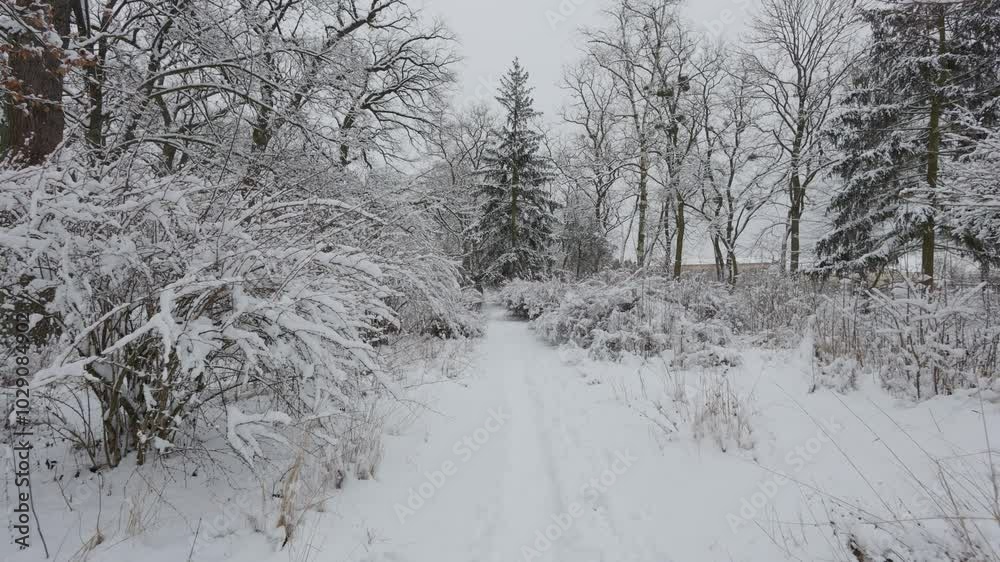 A beautiful walk through the winter forest. Trees, branches and bushes in the snow. Snow everywhere. The path in the forest is covered with snow. A beautiful walk through the winter forest. Trees, branches and bushes in the snow. Snow everywhere. The path in the forest is covered with snow.