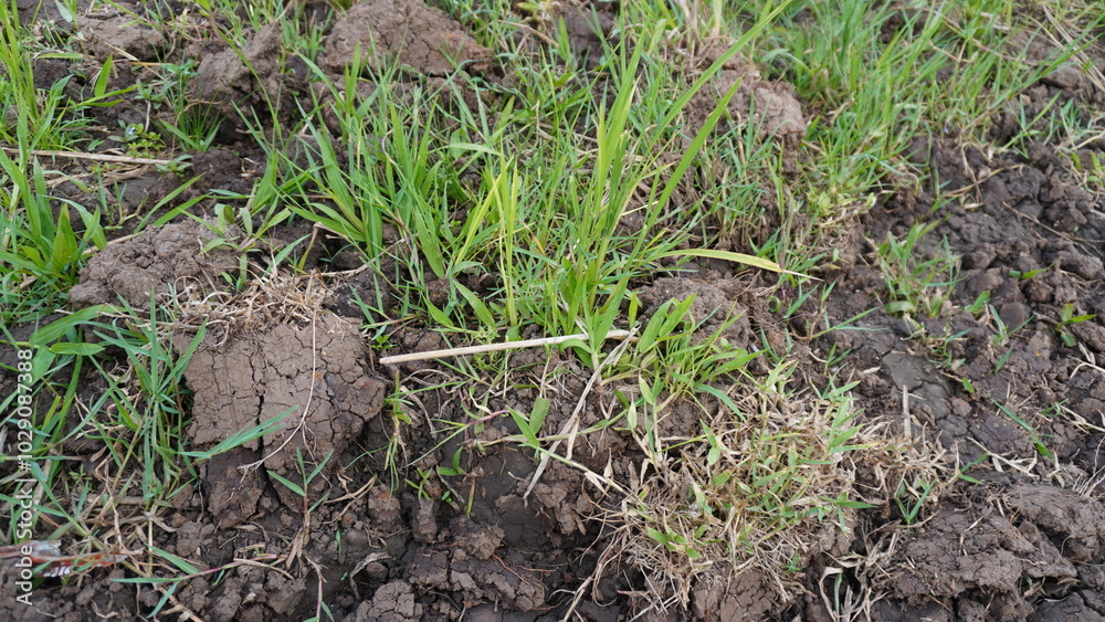 The texture of the rice fields is dry due to the long dry season
The texture of the rice fields is dry due to the long dry season