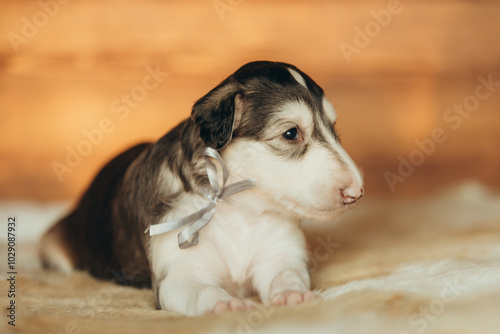 Portrait of lovely and cute russian borzoi dog puppy lying on the bed at sunset